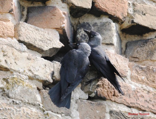 Луцький фотограф «упіймав» грайливих пташок у замку