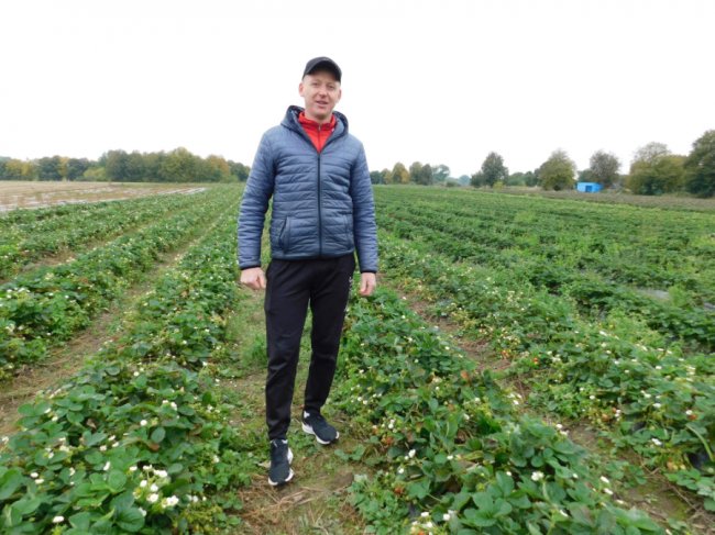 Волинянин вирощує сорт полуниці, яка плодоносить аж до приморозків. ФОТО