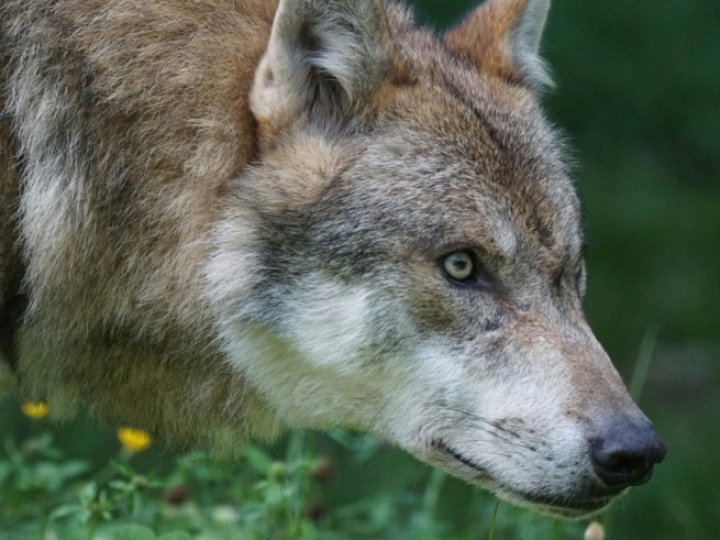 Ліси Волині заполонили вовки: що сталося та чи є загроза людям