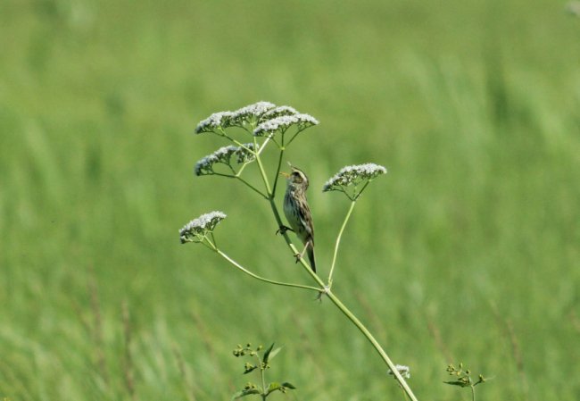Волинський фотограф «упіймав» червонокнижну пташку