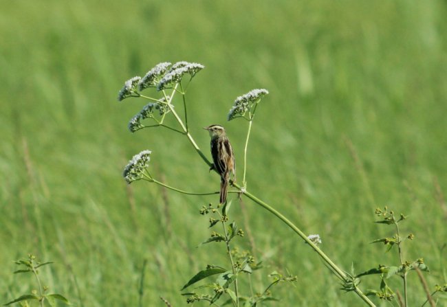 Волинський фотограф «упіймав» червонокнижну пташку