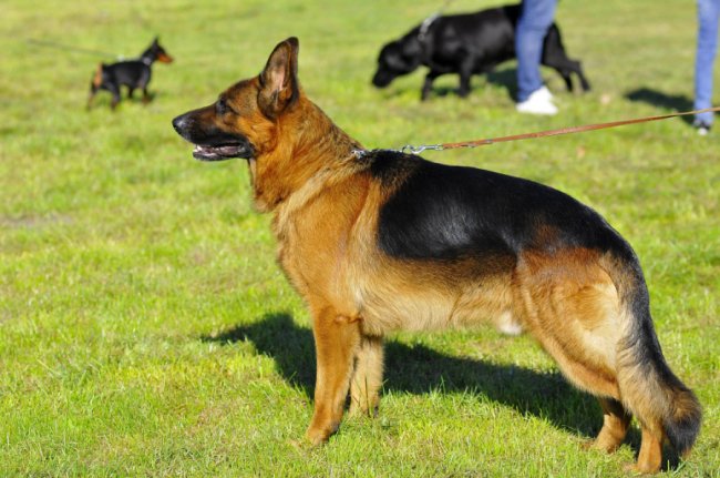 Луцький фотограф поділився світлинами з виставки собак