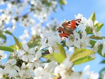 Погода в Луцьку та Волинській області на завтра, 22 травня