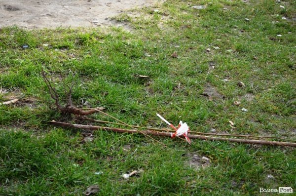 Лучани «воюють» за територію: одні садять дерева, а хтось їх ламає 