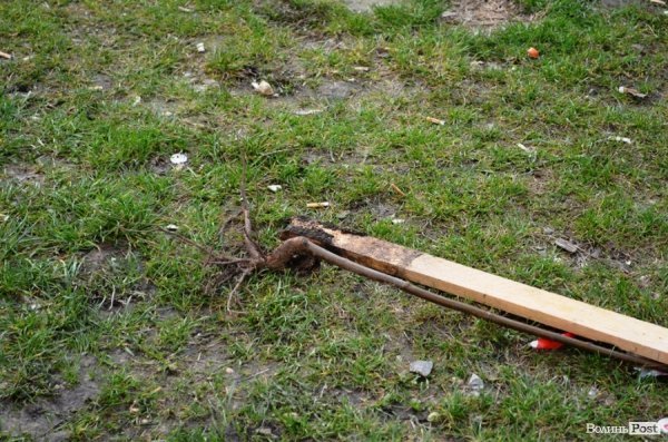 Лучани «воюють» за територію: одні садять дерева, а хтось їх ламає 