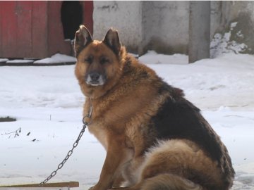 Як у луцькій «Ласці» доглядають особливих тварин. ВІДЕО