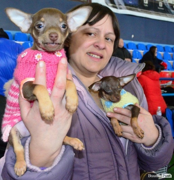 У Луцьку ‒ виставка собак. ФОТО