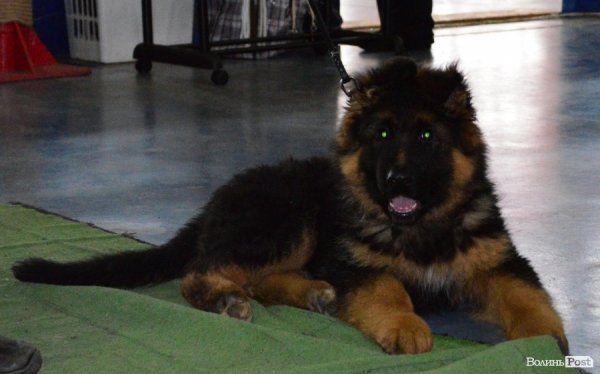 У Луцьку ‒ виставка собак. ФОТО