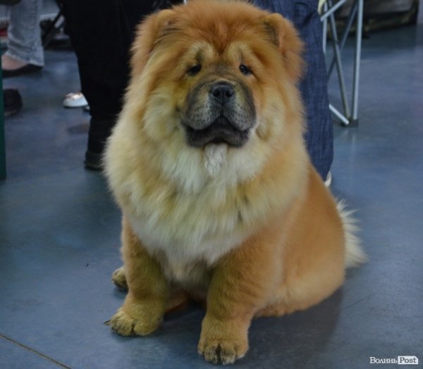 У Луцьку ‒ виставка собак. ФОТО