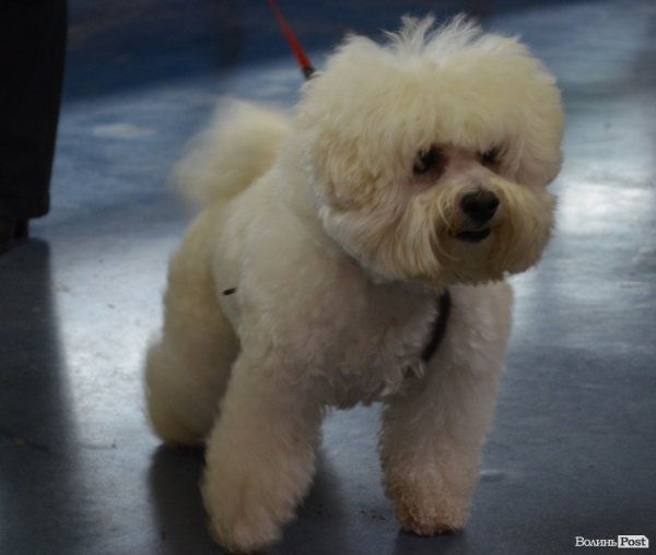 У Луцьку ‒ виставка собак. ФОТО