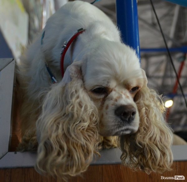 У Луцьку ‒ виставка собак. ФОТО