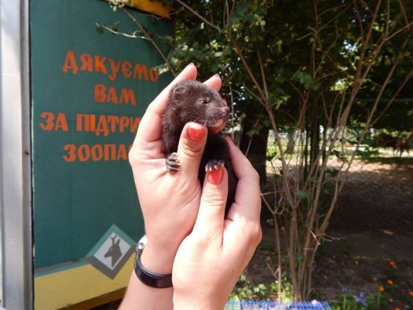 У Луцькому зоопарку  – червонокнижне поповнення. ФОТО