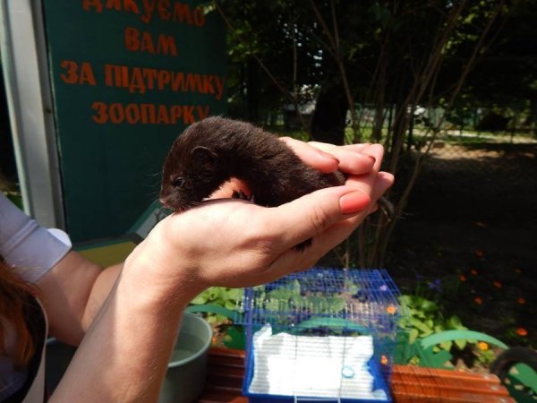 У Луцькому зоопарку  – червонокнижне поповнення. ФОТО