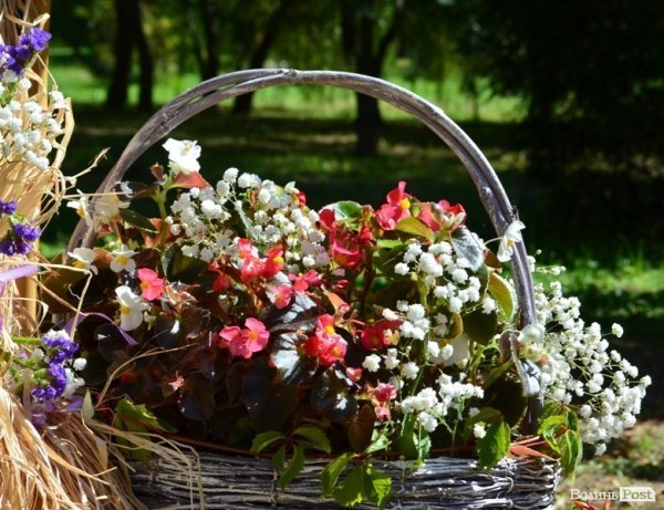 Свято квітів у Луцьку. ФОТО