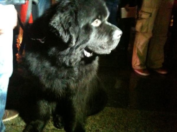  Захищати євроінтеграцію прийшов Архип з австрійським корінням