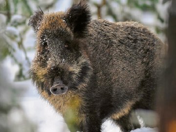 На Волині браконьєри вбили самицю кабана