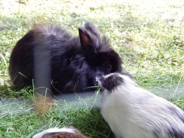 У Луцькому зоопарку звели «Ноєв ковчег». ФОТО