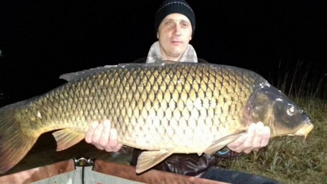 У волинське озеро запустили величезних коропів. ФОТО