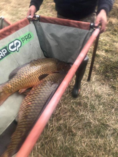 У волинське озеро запустили величезних коропів. ФОТО