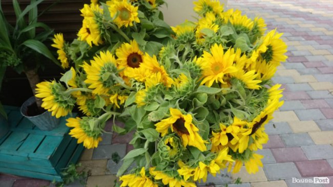 «Квітковий бум» на перший дзвоник: ціни в Луцьку. ФОТО