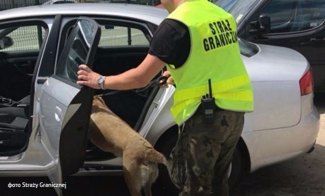 Затримали литовця, який віз через кордон понад півцентнера гашишу