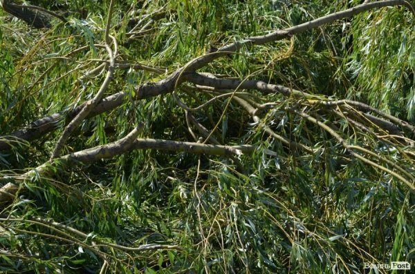 Стихія понищила дерева у Луцьку. ФОТО