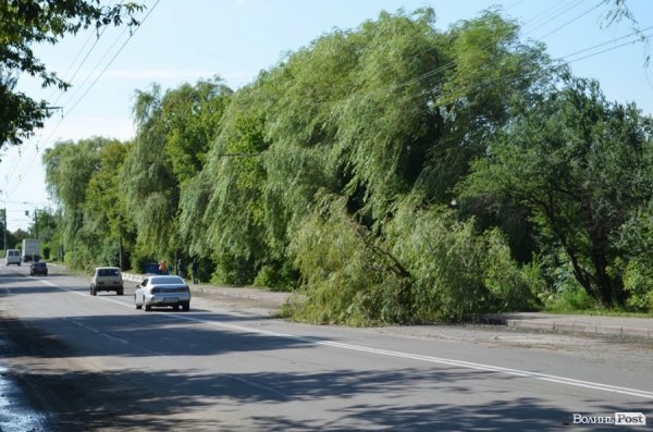 Стихія понищила дерева у Луцьку. ФОТО