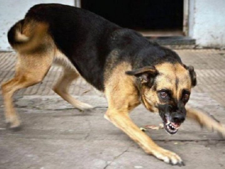 На Волині майже не лишилося вакцин від сказу