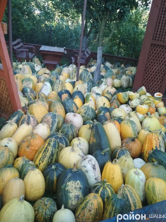 Рекордний урожай: у волинської родини все подвір’я встелене гарбузами
