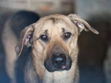 Розповіли, скільки безпритульних собак у Луцьку