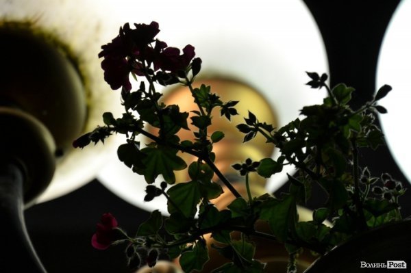 До Дня міста. Вечірній Луцьк. ФОТО