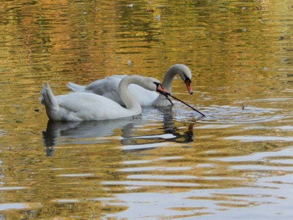Осінь у Луцькому зоопарку. ФОТО