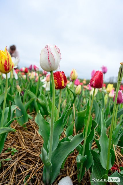 Попри негоду «Волинська Голландія» гостинно зустрічає гостей. ФОТО