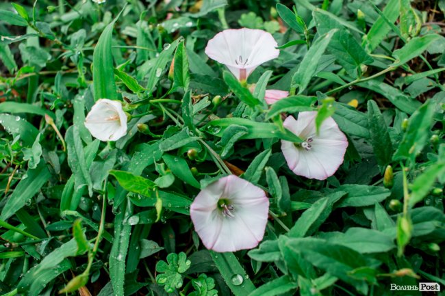 Барвиста краса: літній Луцьк потопає у квітах. ФОТО