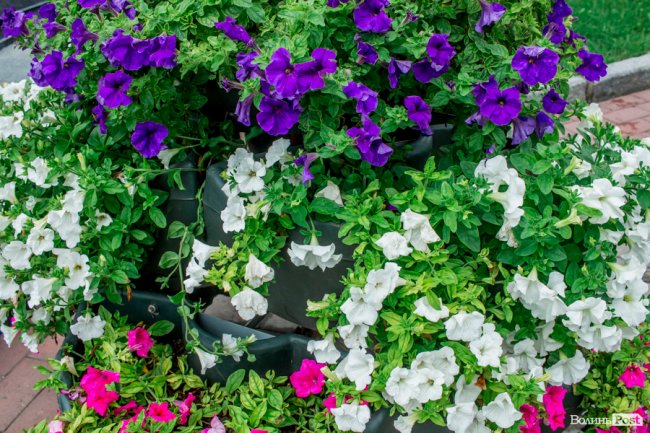 Барвиста краса: літній Луцьк потопає у квітах. ФОТО