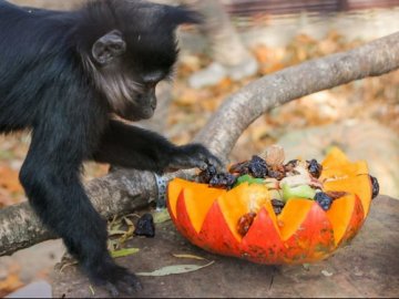 Квести, вікторини та частування: лучан кличуть до зоопарку на Свято гарбуза