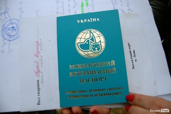 Іноземці забрали ведмежа із луцького зоопарку. ФОТО. ВІДЕО