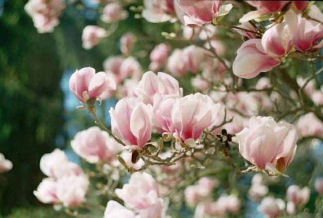 Що варто відвідати на Закарпатті