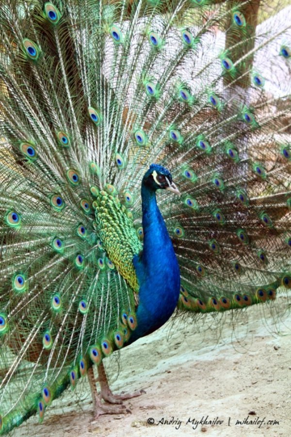 Фотовиставка Андрія Михайлова