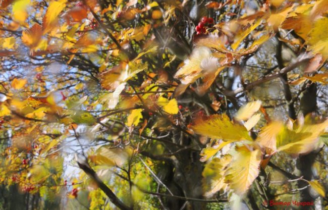 Осінь у Луцьку. ФОТО