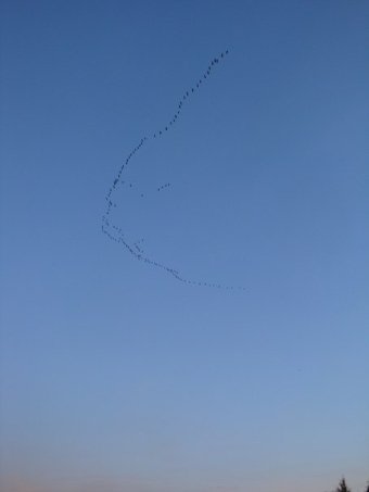 Автор Коля Поліщук