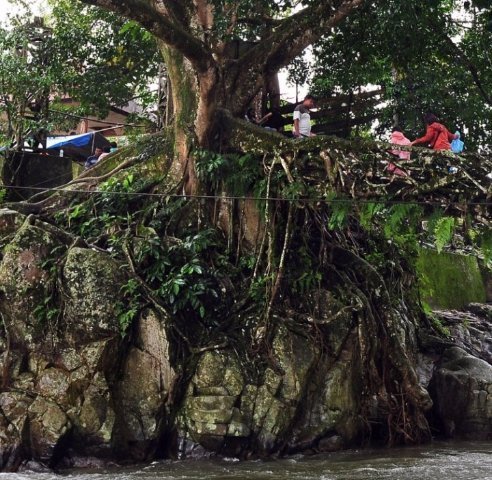Чергове диво природи: живі мости з коренів дерев. ФОТО