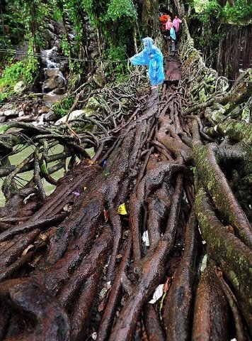 Чергове диво природи: живі мости з коренів дерев. ФОТО