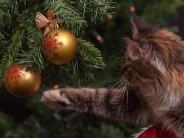 Погода у Луцьку та Волинській області на завтра, 5 січня