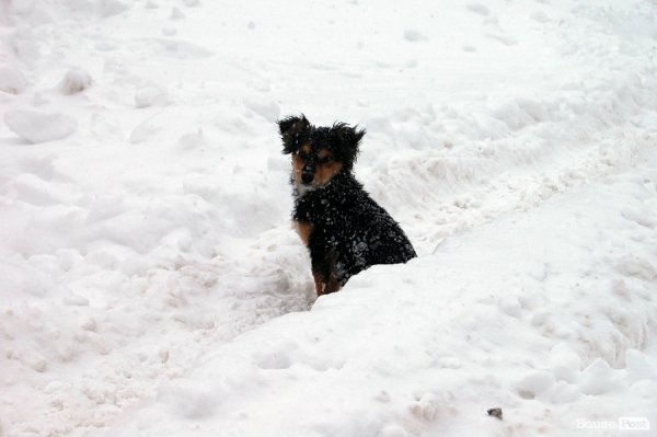 Як Луцьк замело снігом. ФОТО