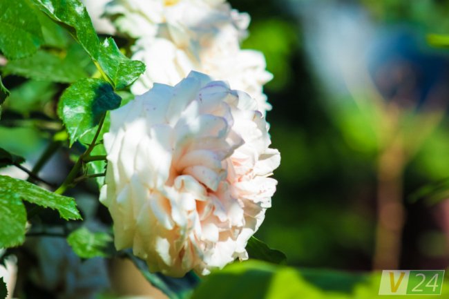 Рожеві, білі і червоні: у центрі Луцька зацвів трояндовий сад