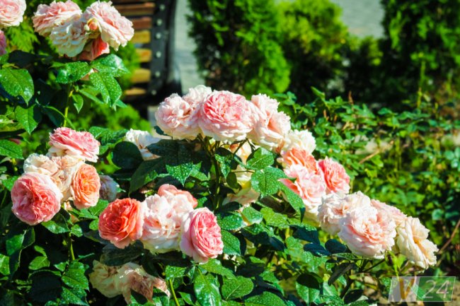 Рожеві, білі і червоні: у центрі Луцька зацвів трояндовий сад