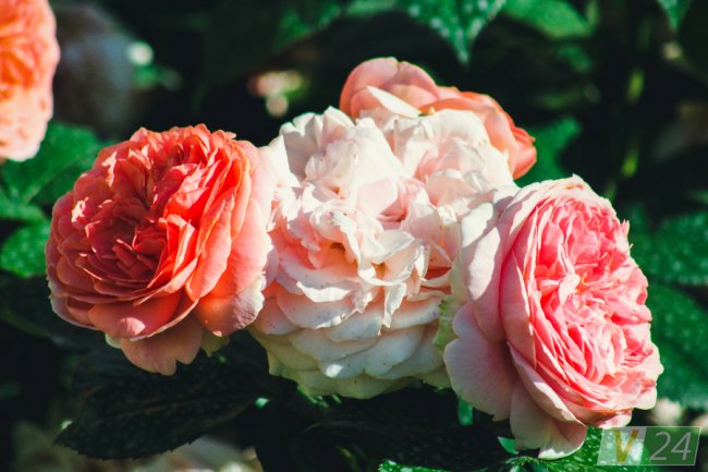 Рожеві, білі і червоні: у центрі Луцька зацвів трояндовий сад