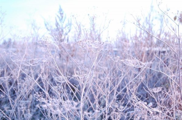 Зимова сплячка. Фото: Роман Домбровський