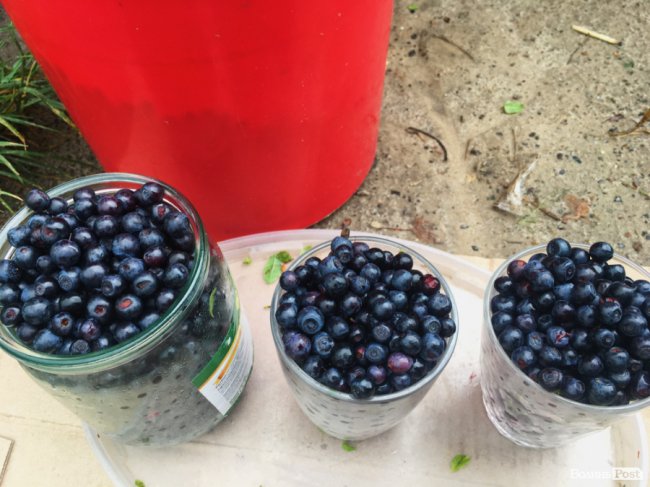 Скільки на ринках Луцька коштує перша чорниця. ФОТО